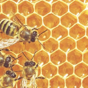 Portrunny Join the Fight to Protect the Bee