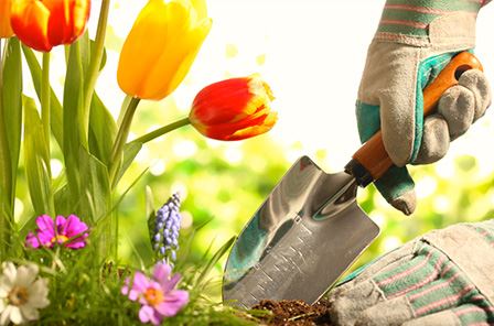Spring Bulbs for Portrunny